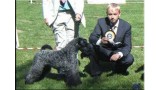 Kerry Blue Terrier. Camada 3H. Multi Ch. Leto Atreides de La Cadiera