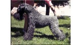 Kerry Blue Terrier. Baila Princesa de Chapeau Terrier at La Cadiera. 