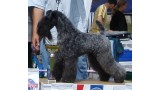 Kerry Blue Terrier. Dinnyesvarosi Dixi.