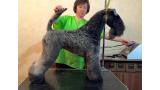 Kerry Blue Terrier.  Ch. La Cadiera Fenomeno Azul.