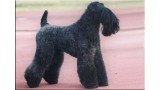 Kerry Blue Terrier. Ch. Kiko Veneno de La Cadiera at CastelCaladan.  Kerry Blue Terrier. Ch. Kiko Veneno de La Cadiera at CastelCaladan.