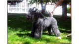 Kerry Blue Terrier. Irulan de La Cadiera. 