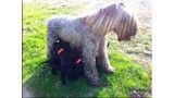 Kerry Blue Terrier. Camada 2Z. 