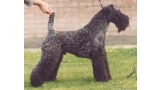 Kerry Blue Terrier. Ch. Arranshire Pioneer.