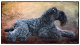 Kerry Blue Terrier. Multi Ch. Leto Atreides de La Cadiera tumbado Kerry Blue Terrier. Multi Ch. Leto Atreides de La Cadiera tumbado