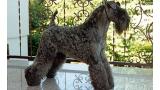 Kerry Blue Terrier.  Ch. Aran Ardpatrik.