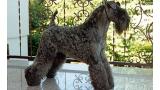 Kerry Blue Terrier.  Ch. Aran Ardpatrik.