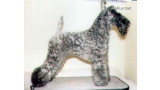 Kerry Blue Terrier.  Ch. Glenfitor Clodagh At Edbrios.