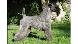 Kerry Blue Terrier. Ch. Don Mendo de La Cadiera at Saraoz. 