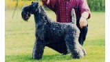 Kerry Blue Terrier. Aran Enniskeen.