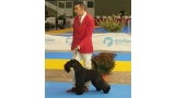 Kerry Blue Terrier. La Cadiera En Estado Puro en Valladolid.