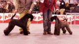 Kerry Blue Terrier. Jr.Ch. La Cadiera Felicity