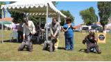 Kerry Blue Terrier.  Ch. La Cadiera Felicity. Exc. 1ª CAC. Kerry Blue Terrier.  Ch. La Cadiera Felicity. Exc. 1ª CAC.