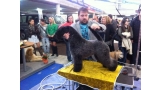 Kerry Blue Terrier. Roberto con la Multi Ch. Bluemont Analivia Purabella de La Cadiera