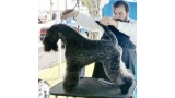 Kerry Blue Terrier. Saraoz Kill Bill.