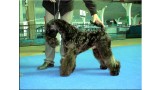 Kerry Blue Terrier.