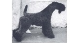 Kerry Blue Terrier. Ch. Louisburgh Ballycroy .
