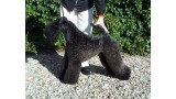 Kerry Blue Terrier. Volzhskiy Arkos Zippo de La Cadiera.