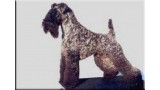 Kerry Blue Terrier. Ch. Olido Vom Landsberg. 