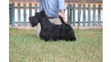 Scottish Terrier. Sir Treysas Von Tinsdal. Scottish Terrier. Sir Treysas Von Tinsdal.