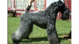 Kerry Blue Terrier. Ch. Multi BISs Scarlett O