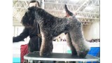 Kerry Blue Terrier.