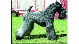 Kerry Blue Terrier.  Ch. Scarlett O´Hara de La Cadiera.