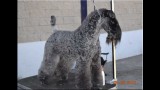Kerry Blue Terrier. Ch. Multi Ch. Quinta Esencia de La Cadiera. Exc. 1ª-CAC-CACIB y BOB. 