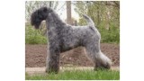 Kerry Blue Terrier. Ch. Abracadabra Jenny.