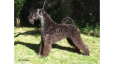 Kerry Blue Terrier. Kerry Blue Terrier.