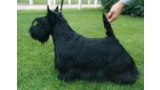 Scottish Terrier. Berrybreeze Fire Craker. Scottish Terrier. Berrybreeze Fire Craker.