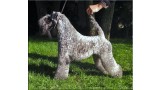 Kerry Blue Terrier.