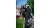 Kerry Blue Terrier.  Ch. Angus de Liott.