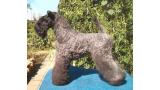 Kerry Blue Terrier. Vestida para Ganar de La Cadiera at Braudag.
