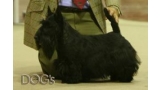 Scottish Terrier.  Ch. Aryzol Neveah.
