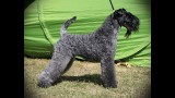 Kerry Blue Terrier. Ch. Multi Ch. Quinta Esencia de La Cadiera. Exc. 1ª-CAC-CACIB y BOB. 