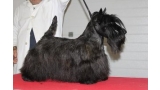 Jerrymor Norma At Treysas. Scottish Terrier. Jerrymor Norma. Jerrymor Norma At Treysas. Scottish Terrier. Jerrymor Norma.