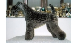 Dandy Black & Blue Can Can. Kerry Blue Terrier. Dandy Black   Blue Can Can.
