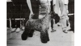 Kerry Blue Terrier. Louisburgh Giddy Doo