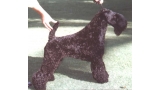 Kerry Blue Terrier.  Ch. Armshead Leader of the Pack.