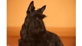Scottish Terrier. Filisite Brash Glamorous Delight.