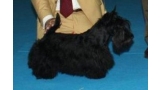 Scottish Terrier.  Ch. Dolly De Treysas.
