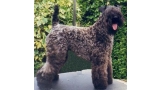 Kerry Blue Terrier. Glenfitor Niamh.