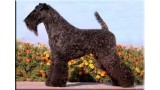 Kerry Blue Terrier. Multi Ch. Terciopelo Azul de La Cadiera Kerry Blue Terrier. Multi Ch. Terciopelo Azul de La Cadiera