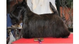 Jerrymor Norma At Treysas. Scottish Terrier. Jerrymor Norma. Jerrymor Norma At Treysas. Scottish Terrier. Jerrymor Norma.
