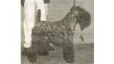 Kerry Blue Terrier. Ch. Louisburgh Danny Boy.