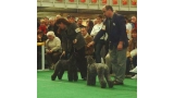 Kerry Blue Terrier.  Ch. Glenfitor Clodagh At Edbrios.