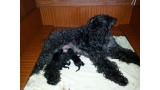 Kerry Blue Terrier. Camada 3H recíen nacida.