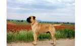 Bullmastiff. Casimiro De Tras La Luna.