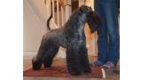 Kerry Blue Terrier.  Ch. Angus de Liott.